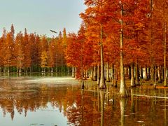 -白鹭湾湿地公园