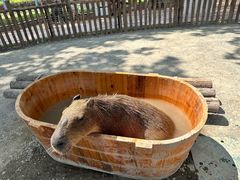 -上海野生动物园