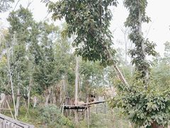 -成都大熊猫繁育研究基地