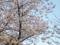 -高东镇樱花园