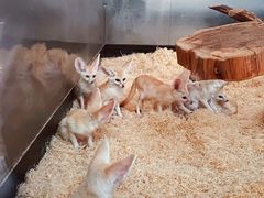 -大连森林动物园