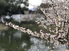 -香雪海