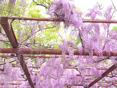 -嘉定紫藤园