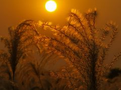 -盘龙城国家考古遗址公园