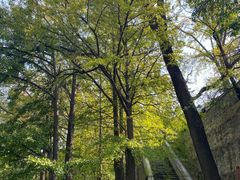 -阳台山自然风景区