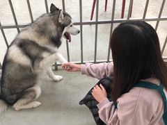 -星多哈·狗咖·拼豆·咖啡