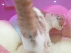 -Bastet sally猫舍购宠(静安店)