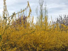 -永定河休闲森林公园