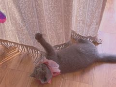 -猫大福·Fortune Cat猫舍(百子湾店)