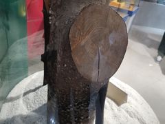 -上海昆虫博物馆