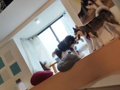 -Husky Go! 哈士奇体验馆·宠物咖啡厅狗咖