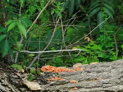 -素山寺森林公园