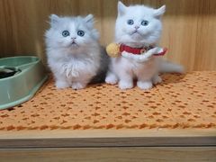 -欣宠猫屋·矮脚拿破仑·蓝金金渐层