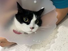 -纳吉亚猫专科动物医院·北北分院