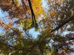 -波尔登森林公园