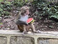 -黔灵山公园