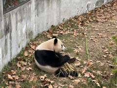 -成都大熊猫繁育研究基地