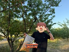 -特克斯八卦城