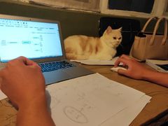 -猫猫幼稚园·撸猫·桌游·电玩