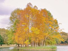 -上海共青森林公园