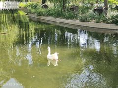 -莲花池公园