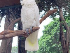-广州长隆飞鸟乐园