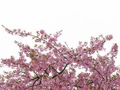 -上海辰山植物园