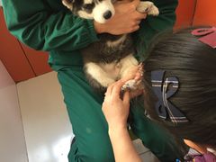 -惠康宠物医院(华能路店)