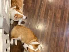 -柯斗斗主题餐厅·狗咖·围炉煮茶·茶饮(国瑞升平里店)