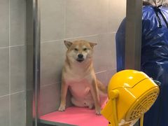 -宠福鑫康馨动物医院·骨科·眼科