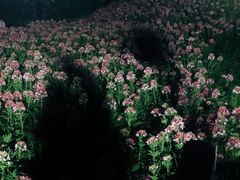 -大塘金香草谷