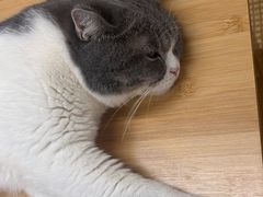 -柴迷FANS CLUB·柴犬狗咖·猫咖