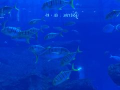 -迪拜水族馆及水下动物园