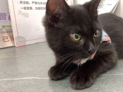 -派特宠物医院(圆融广场店)