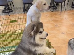 -Let's go狗咖·猫咖·奶狗·桌游(春熙路IFS店)