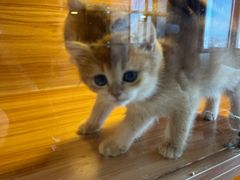 -猫十亿·布偶金渐层·曼基康矮脚猫舍(青年路店)