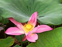 -陈家山荷花公园