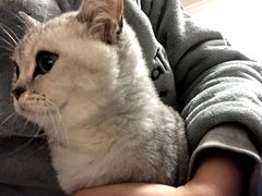 -圣宠宠物(平吉花卉市场店)