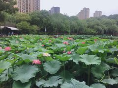 -陈家山荷花公园