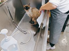 -PETKIT 小佩宠物·低压洗护·美容·寄养(安远店)