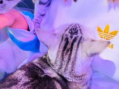 -极木²邸 人与宠物·互动社区