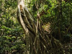 -西双版纳原始森林公园