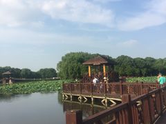 -荷塘月色湿地公园·向阳花洲