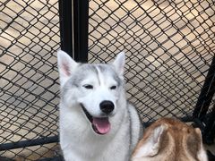 -TrueLove @ Neverland (Husky Cafe)