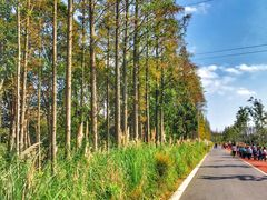 景点-上海长兴岛郊野公园