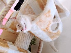 -藏猫猫咖啡主题馆(中央大道店)