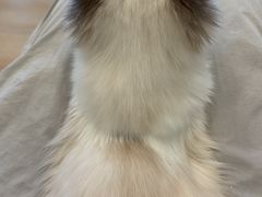 -有喵·猫咖·狗咖·30几只猫10只小狗(岗厦店)