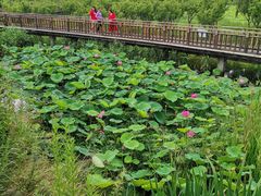 -羊亭河湿地公园
