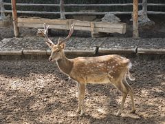 -青藏高原野生动物园