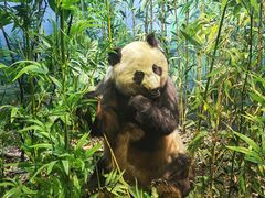 -陕西自然博物馆